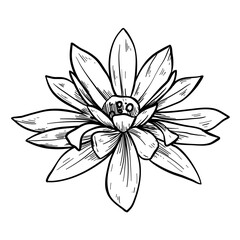 flower hand drawn