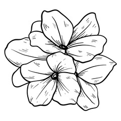 flower hand drawn