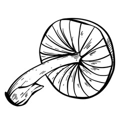 Obraz premium mushroom hand drawn