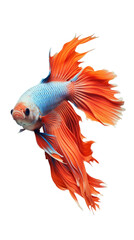 Obraz premium siamese fighting fish on isolation on transparent background.