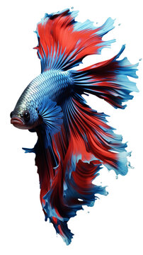 siamese fighting fish on isolation on transparent background.