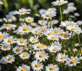 Many white daisy in the garden during the morning with sunlight