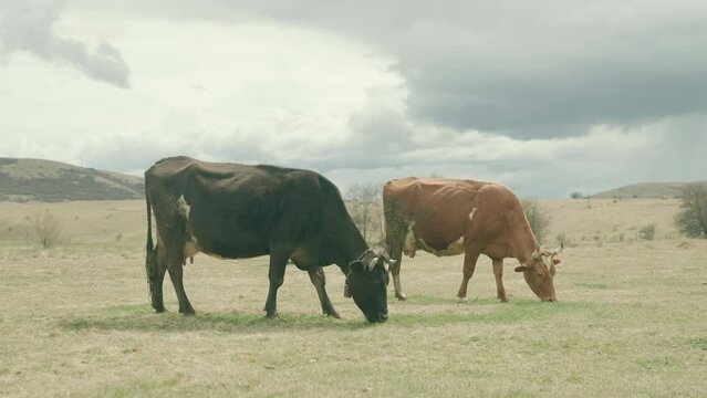 Cows pasture grass at meadow near river, dairycows