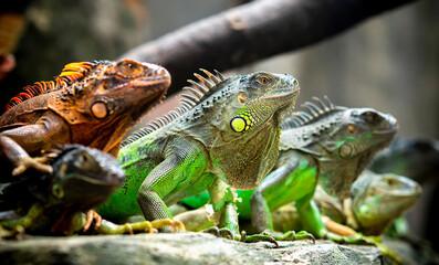 Lizard families together is looking to the future so cute when watching them in zoo