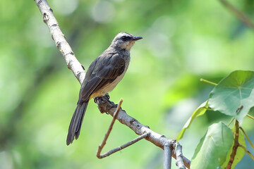 Yellow vented bulbul on a tree branch