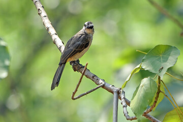 Yellow vented bulbul on a tree branch
