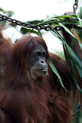Close-up of an Orangutan in captivity © DS light photography
