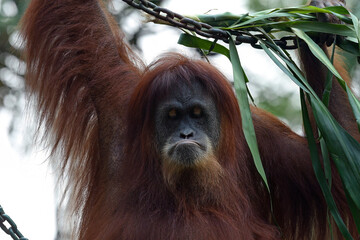 Close-up of an Orangutan in captivity
