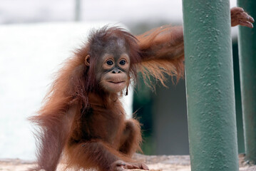 Close-up of an Orangutan in captivity