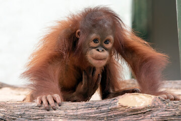 Close-up of an Orangutan in captivity © DS light photography