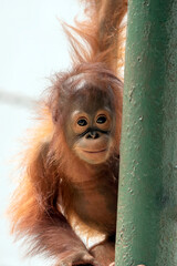 Close-up of an Orangutan in captivity © DS light photography