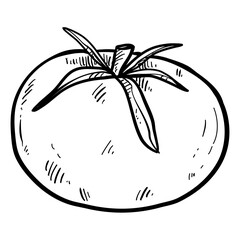 tomato fast food handdrawn illustration 