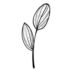 Obraz premium tropical leaves hand drawn