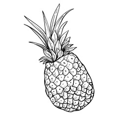 pineapple fruit hand drawn