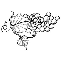 berries fruit hand drawn