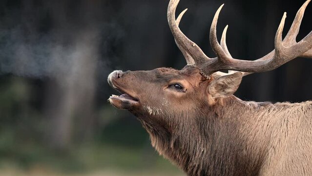 Bull elk during the rut in the Canadian Rockies