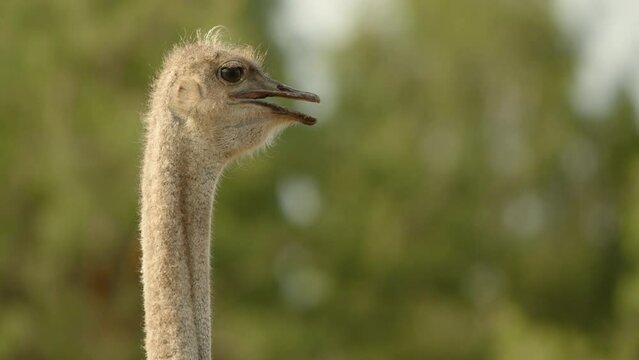 Closeup of petite head with large eyes on thin long featherless neck of ostrich. Typical behavior of an adult ostrich. Blurred background of green trees. High quality 4k footage