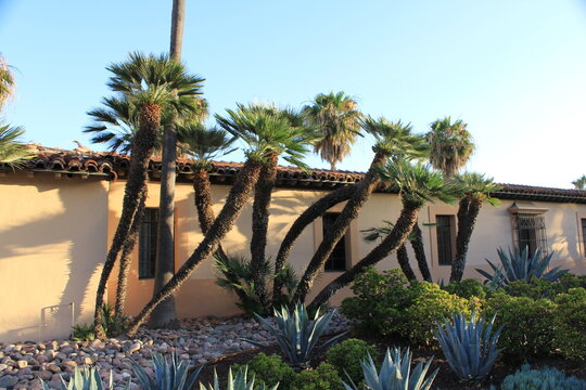 trees in the park