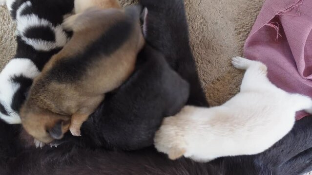 puppies drink milk from their mother