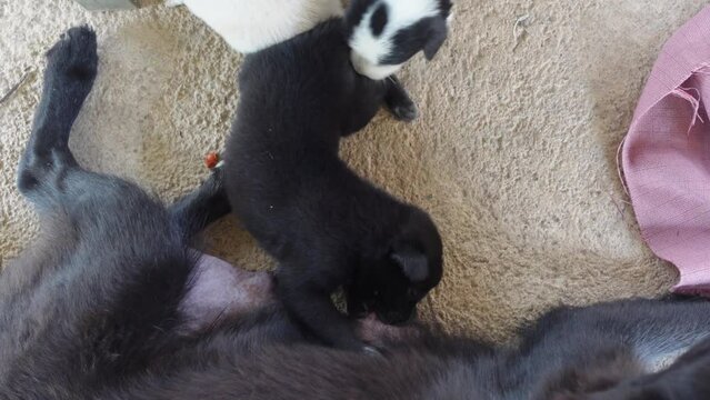 puppies drink milk from their mother