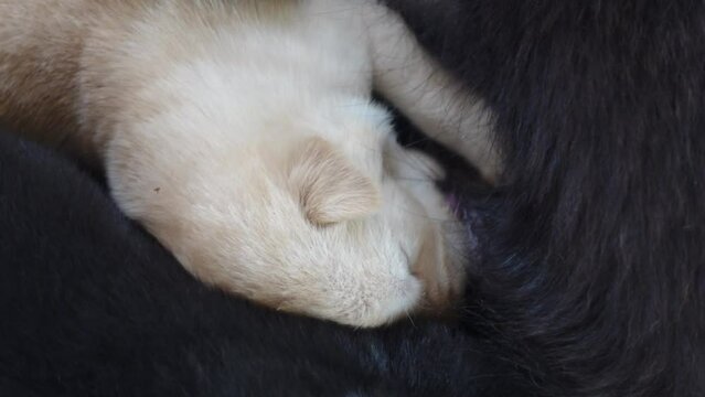 puppies drink milk from their mother