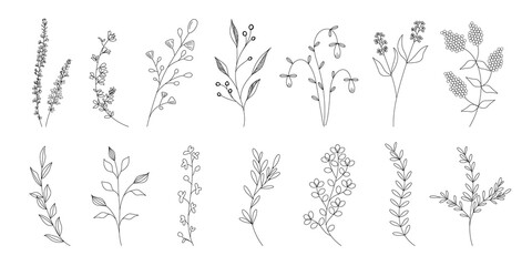 植物のシンプルイラストのセット、野の花、野の葉、ボタニカル、PNG.