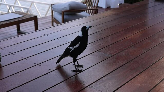 Australian magpie bird patiently waits for food on a porch.