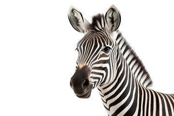 Close-up portrait of Zebra white background isolated PNG