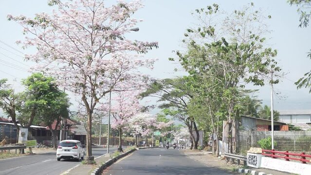 Pink poui flower or rosy trumpet tree (Tabebuia rosea) blooming on the street of Salatiga, Indonesia - October 7, 2023.
