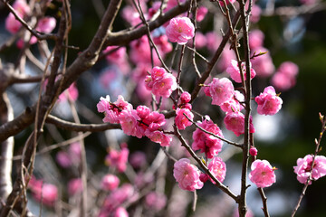ピンクの梅