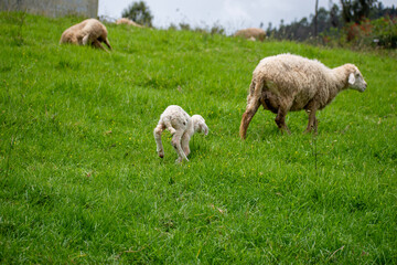 Obraz na płótnie Canvas Picture of a baby lamb with it's mother sheep in a sheep farm