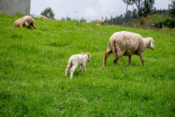 Naklejka na ściany i meble Picture of a baby lamb with it's mother sheep in a sheep farm