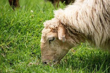 Picture of a sheep (Ovis aries) grazing in a meadow
