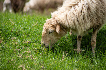 Picture of a sheep (Ovis aries) grazing in a meadow