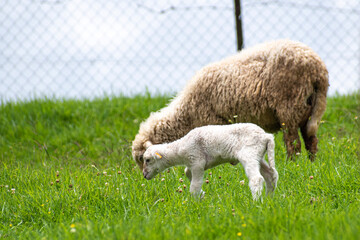 Picture of a baby lamb with it's mother sheep in a sheep farm