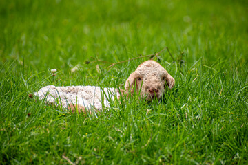 Fototapeta premium Picture of a baby lamb looking at the camera