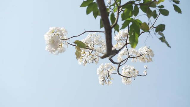 White ipe flower or lapacho blanco (Tabebuia roseo-alba) blooming on the street of Salatiga, Indonesia.