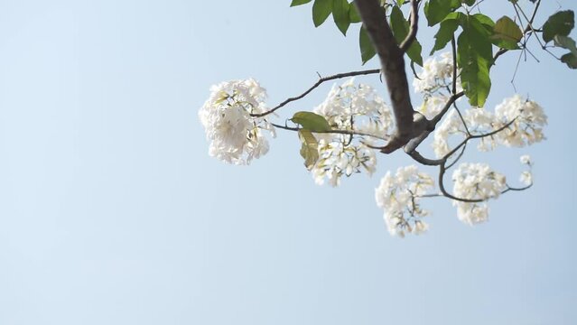 White ipe flower or lapacho blanco (Tabebuia roseo-alba) blooming on the street of Salatiga, Indonesia.