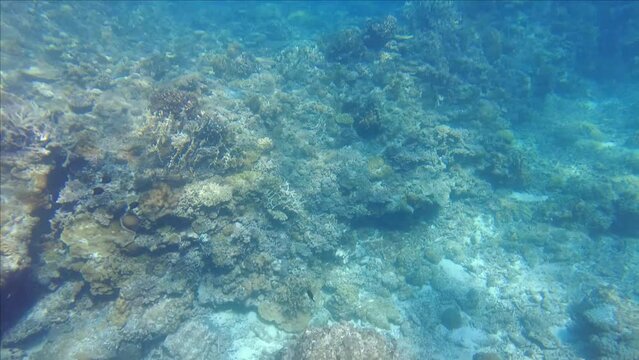海面から水中へ潜りサンゴ省を眺める