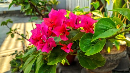pink flowers in a garden