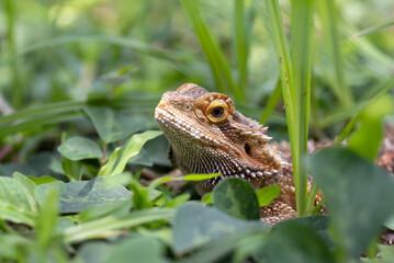 Portrait of a  bearded dragon