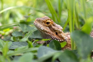 Portrait of a  bearded dragon