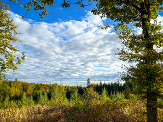 Obraz premium Beautiful blue sky with white clouds over colorful autumn forest