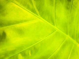 Close-up photo of large green-yellow leaves.
