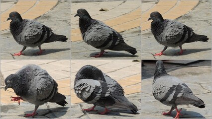 Naklejka premium Urban Rock Pigeon, Street Pigeon, Rock Dove, Nonthaburi, Thailand