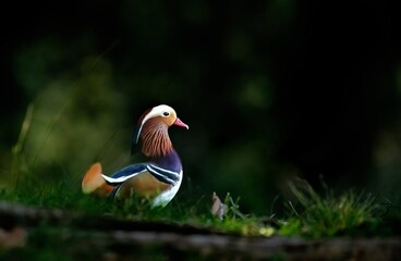 Beautiful mandarin duck drake standing tall on the bank of a lake in Irvine regional park looking very colorful