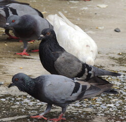 Urban Rock Pigeon, Street Pigeon, Rock Dove, Nonthaburi, Thailand