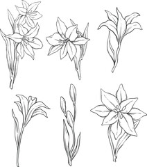 white lily illustration set