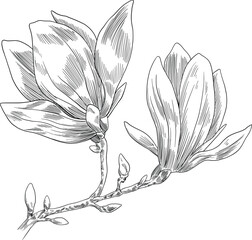 hand drawn illustration of magnolia flower - obrazy, fototapety, plakaty