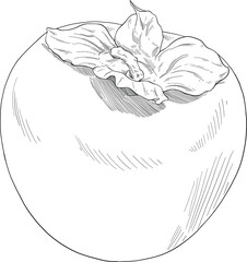 hand drawn illustration of persimmon fruit